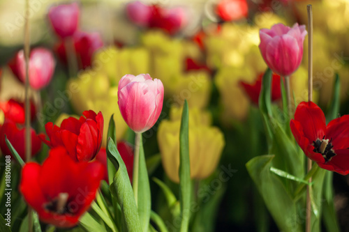 Tulips in the garden at the morning.