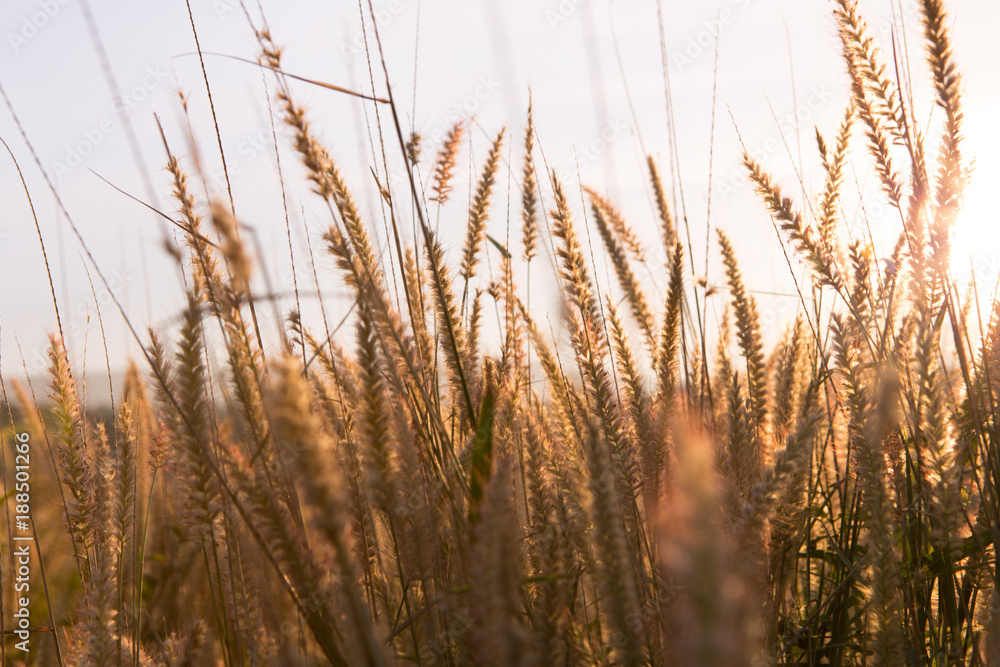 The beautiful grass flower or poaceae sway in the wind. The beautiful grass flower or poaceae sway in the wind.
