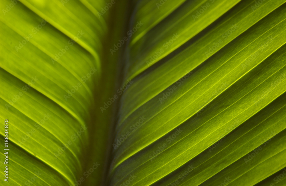 palm palm
