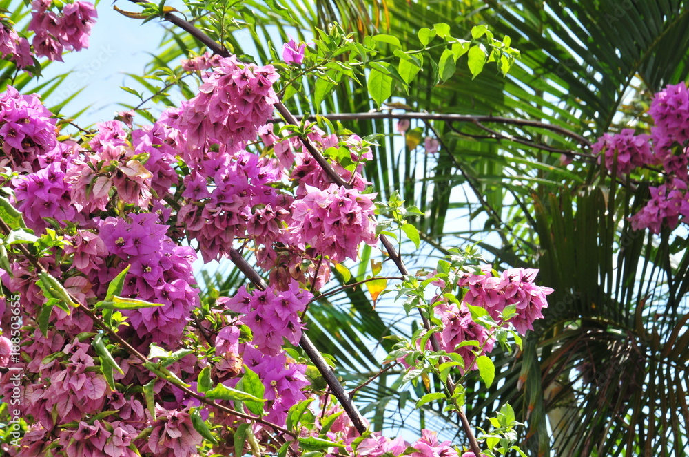 Obraz premium flower