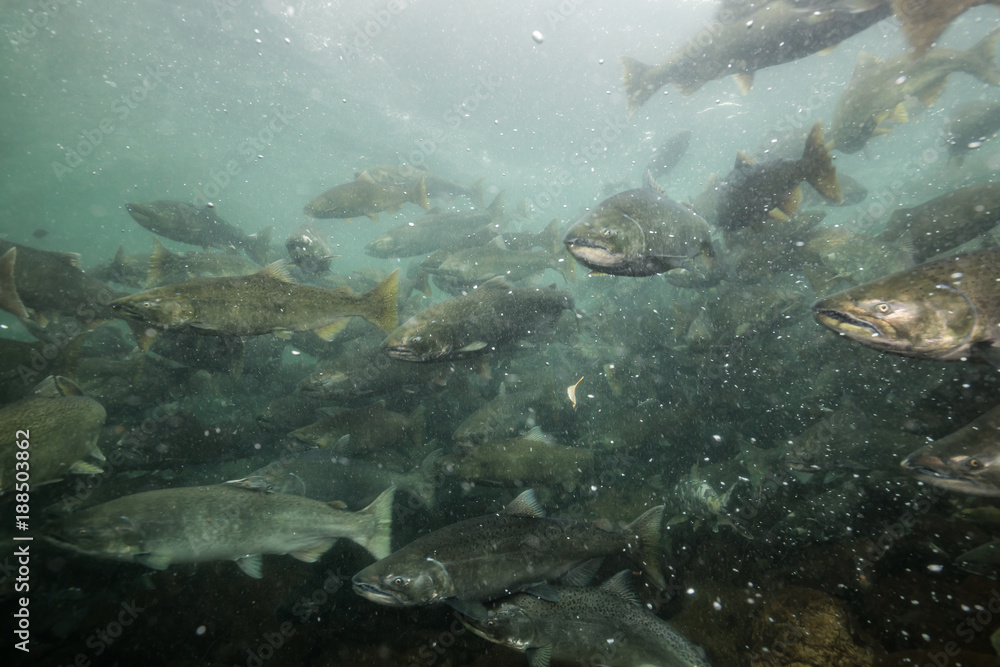 Obraz premium Underwater Picture in a river of Salmon Spawning. Taken in Chilliwack, East of Vancouver, British Columbia, Canada.