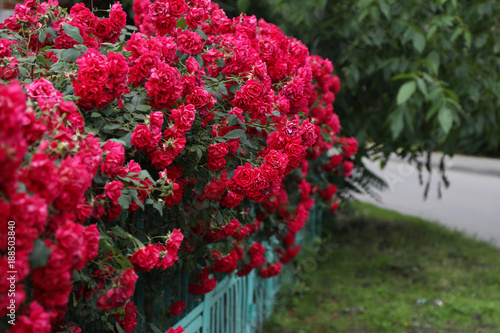 Lush flowering of a red climbing rose.
