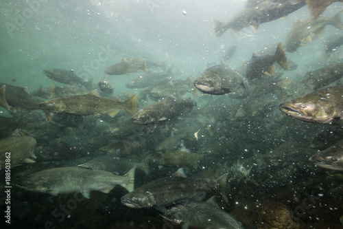 Underwater Picture in a river of Salmon Spawning. Taken in Chilliwack  East of Vancouver  British Columbia  Canada.