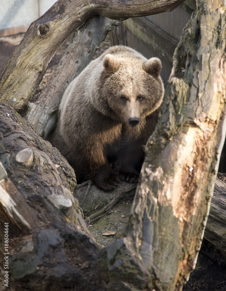 Fototapeta premium Brown bear in Copenhagen zoo
