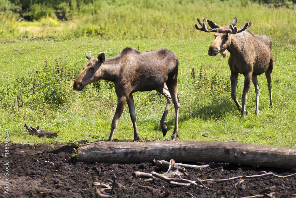Elk on the way to a water hole Elk on the way to a water hole
