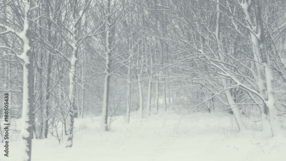 Winter landscape with falling snow. Everything is covered with fresh powder. Intense atmosphere like Nordic detectives. Winter background for Christmas theme. Static day shot. Winter landscape with falling snow. Everything is covered with fresh powder. Intense atmosphere like Nordic detectives. Winter background for Christmas theme. Static day shot.