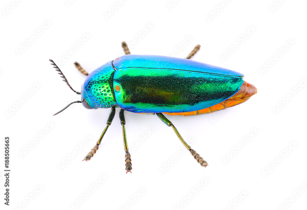 metallic wood-boring beetle on white background. metallic wood-boring beetle on white background.