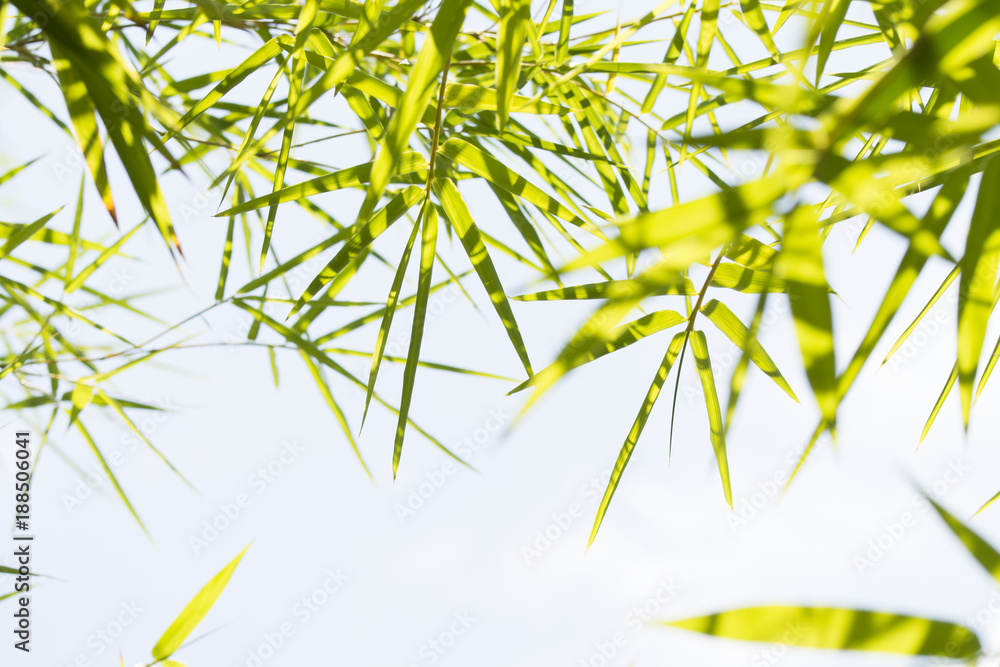Obraz premium bamboo leaves background