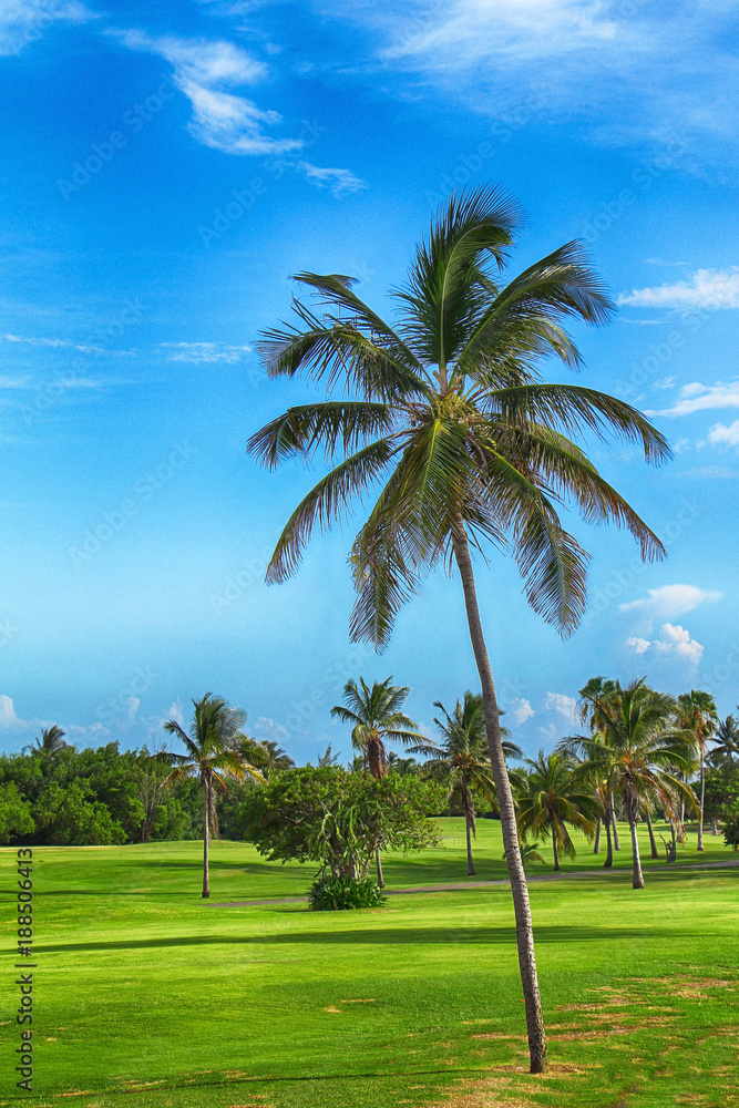 Tropical beautiful coconut palms against the background of a bright blue sky.