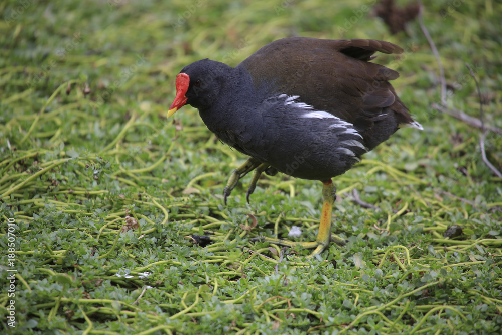 Teichralle (Gallinula chloropus), Teichhuhn, läuft über Gras Teichralle (Gallinula chloropus), Teichhuhn, läuft über Gras