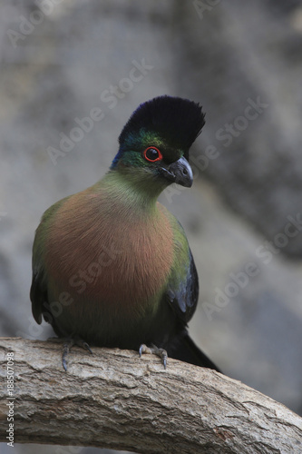 Glanzhaubenturako (Tauraco porphyreolophus), Südliches Afrika photo