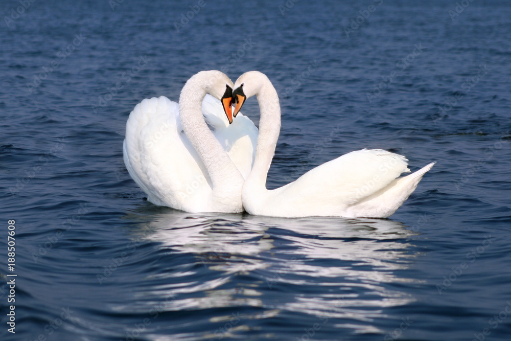 Swan Couple Fall in Love, Birds Kiss, Two Animal in Heart Shape, Lovers Feelings