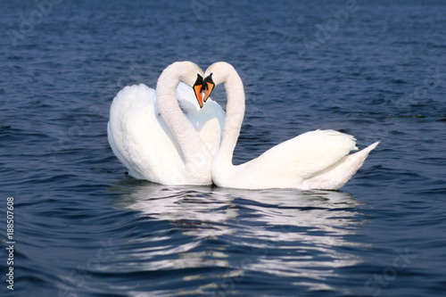 Swan Couple Fall in Love, Birds Kiss, Two Animal in Heart Shape, Lovers Feelings