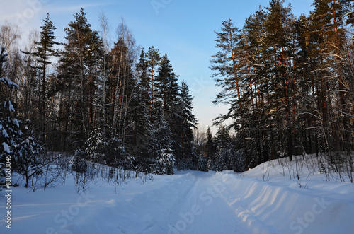 frosty winter landscape in snowy forest