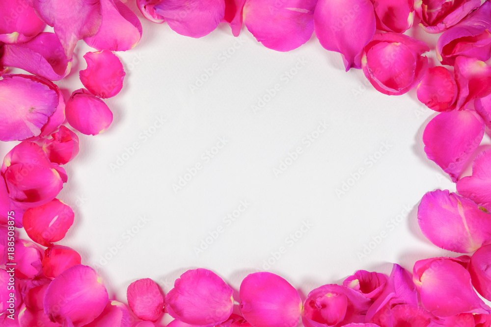 The pink rose petal is framed on a white background. Have space