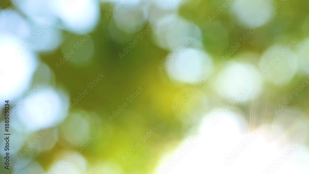 Natural sunny green leaves blurry background with bright sunshine through fresh beautiful foliage. Natural sunny green leaves blurry background with bright sunshine through fresh beautiful foliage.