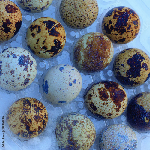 beautiful eggs in the snow top view photo