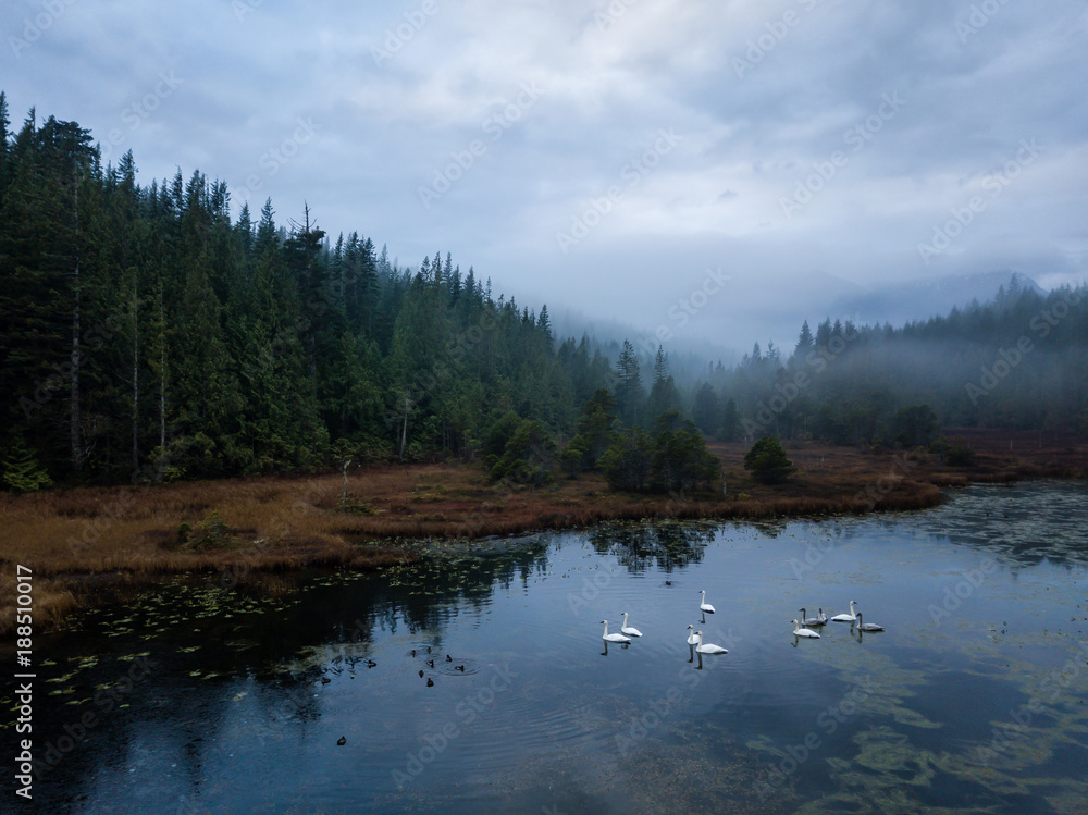 Naklejka premium Swampy Lake with Swans