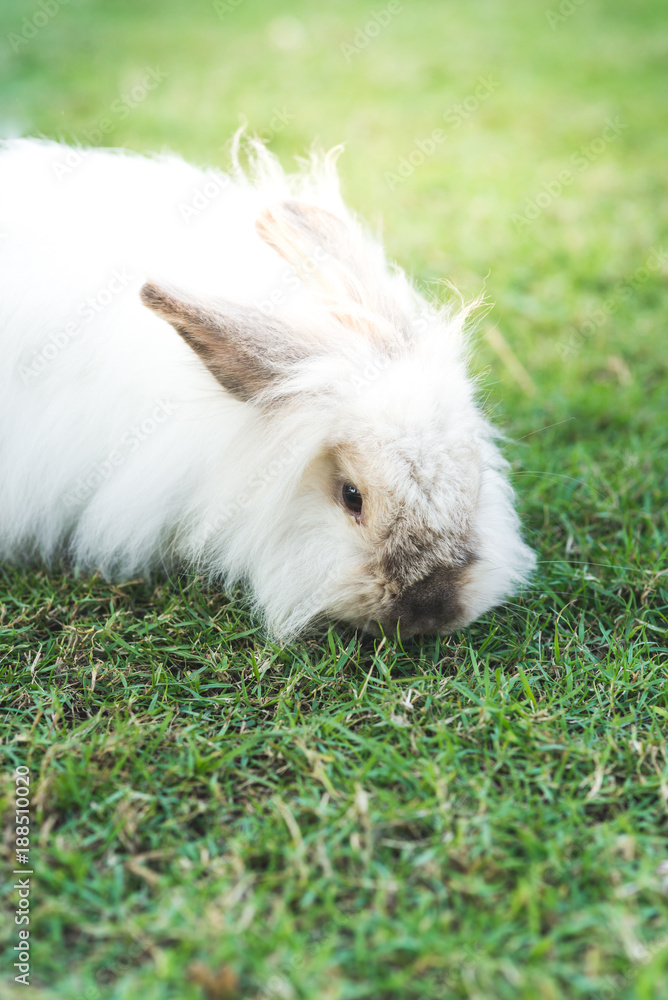Rabbit on green grass Rabbit on green grass