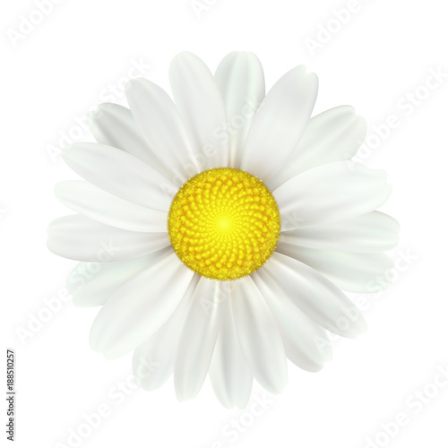 Fényképezés Spring daisy flowers isolated on white background