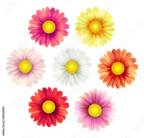 Big set of beautiful colorful spring daisy flowers isolated on white background. Vector illustration