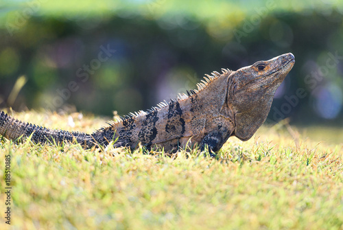 Spiny-tailed Iguana on grass in Costa Rica
