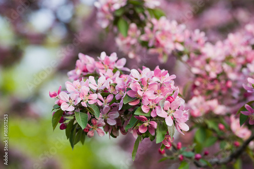 Rich flowering pink Apple-tree