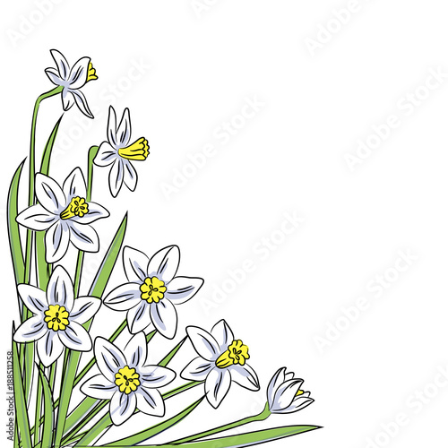 Fototapeta Naklejka Na Ścianę i Meble -  vector white narcissus corner pattern 