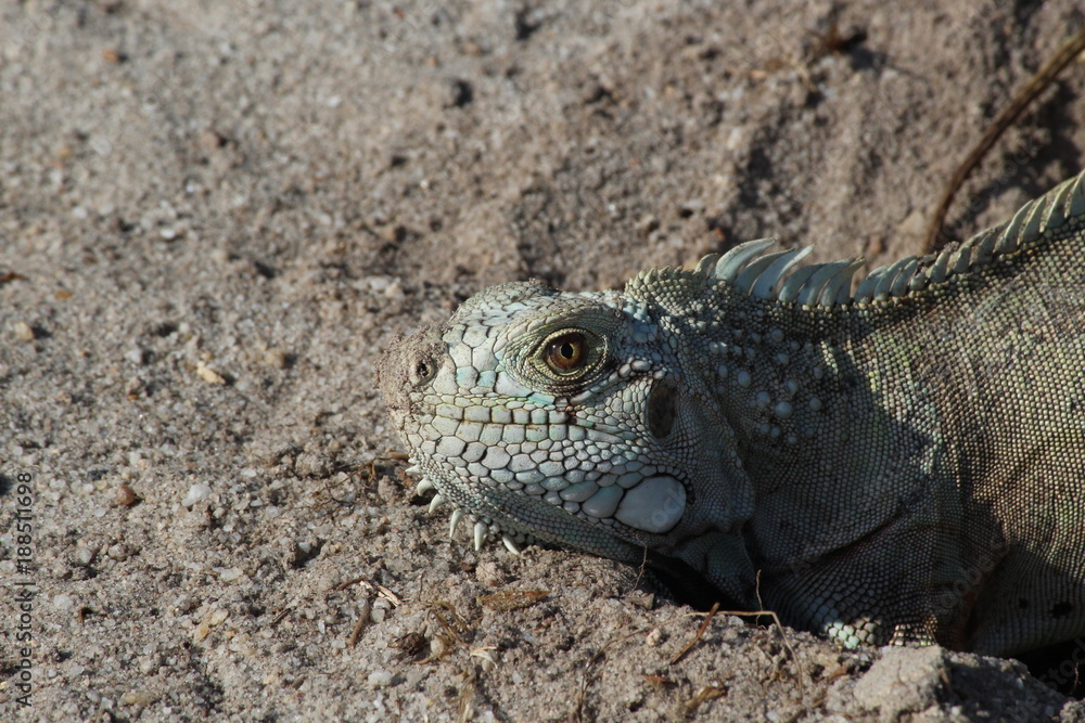 Iguana Iguana