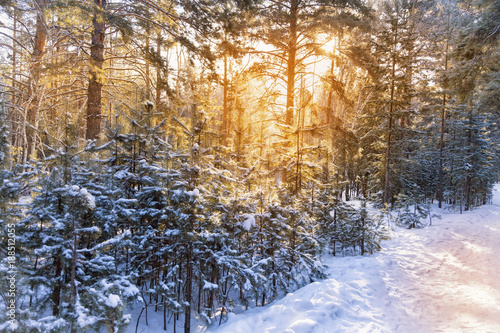 Landscape sunrise in winter forest © borisblik