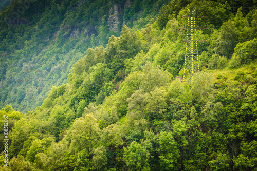 Thick green forest and tall tower