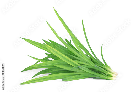 fresh green pandan leaves isolated on white background, Asian herbs photo