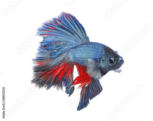 red blue Thai fighting fish, betta isolated on white background
