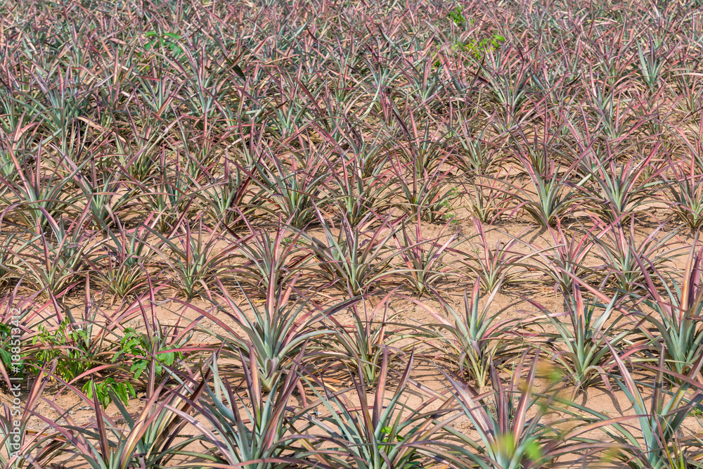 Fototapeta premium Species Phu Lae pineapple plant field popular favorite fruit in Chiang Rai province, Thailand.