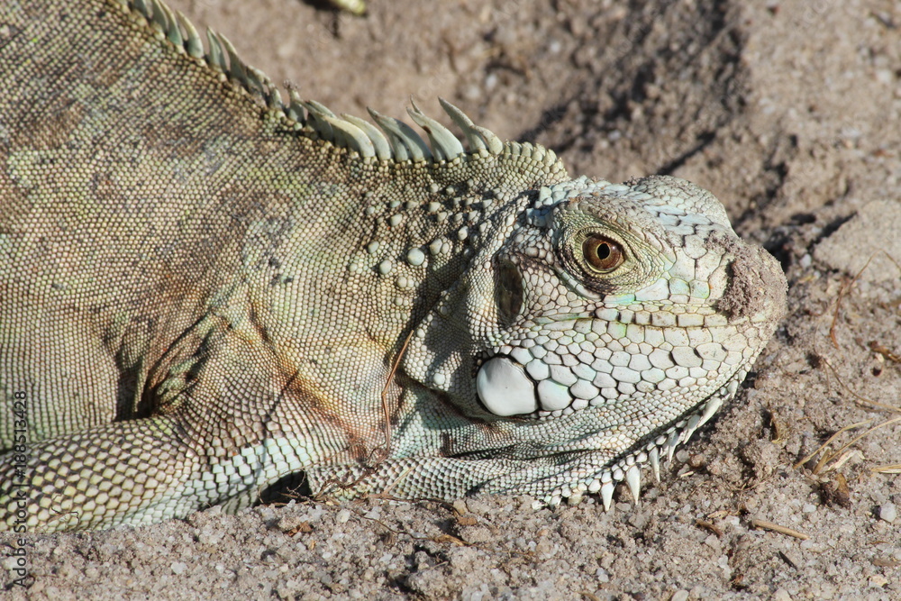 Iguana Iguana