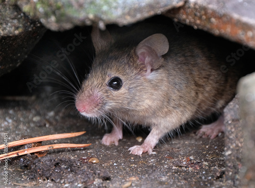 Mice in urban house garden.