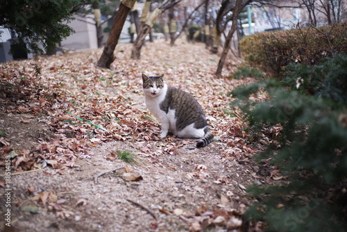 cute lovely street cat