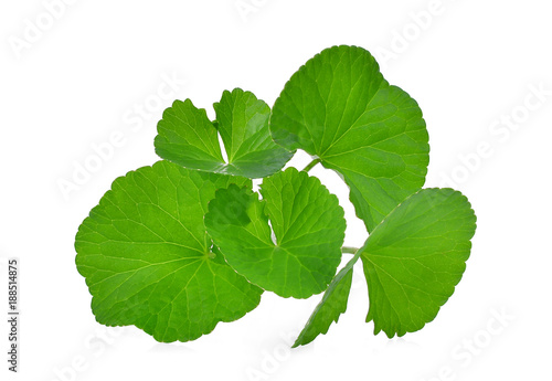 green leaves of centella asiatica, asiatic pennywort,(centella asiatica (linn.) urban.) tropical herb isolated on white background