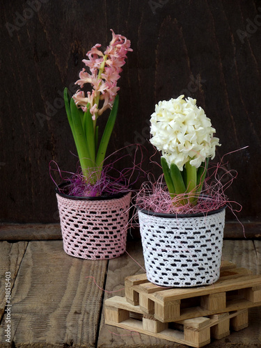 Fototapeta Naklejka Na Ścianę i Meble -  Spring flower hyacinth in flowerpot on wooden background, blossom is white and pink. Copy space
