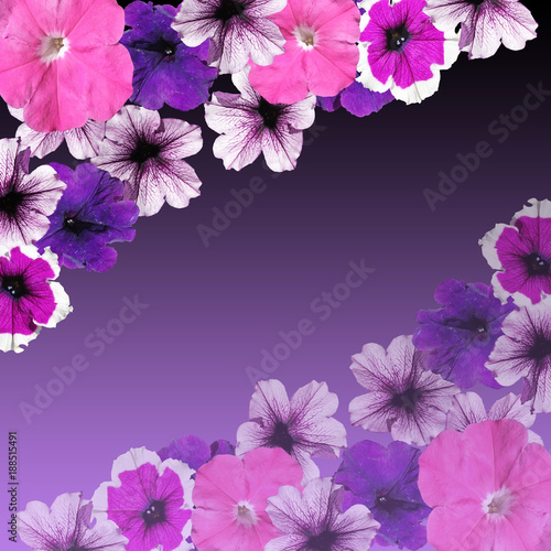 Beautiful floral background of pink and purple petunias 