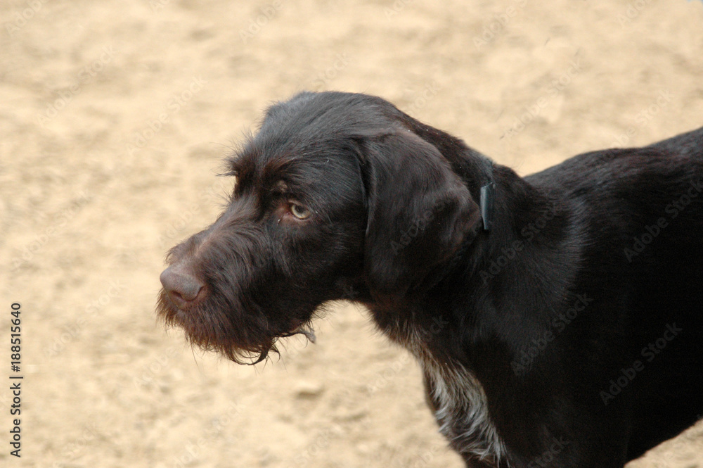 Closeup on a young German Wirehaired Pointer's face. Closeup on a young German Wirehaired Pointer's face.