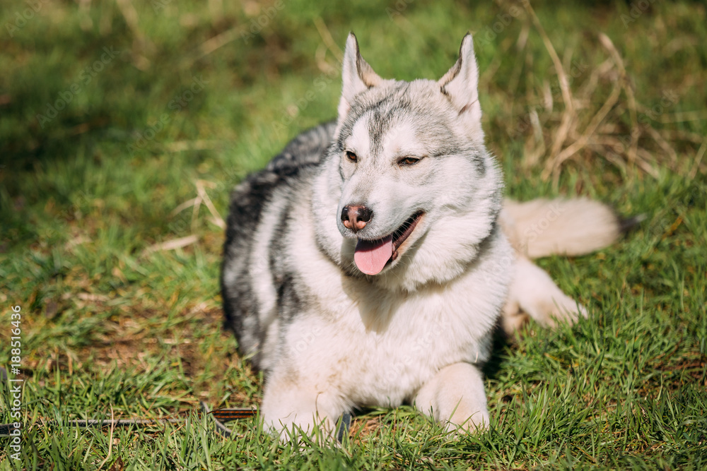Young Happy Gray Husky Puppy Eskimo Dog Sitting In Green Grass