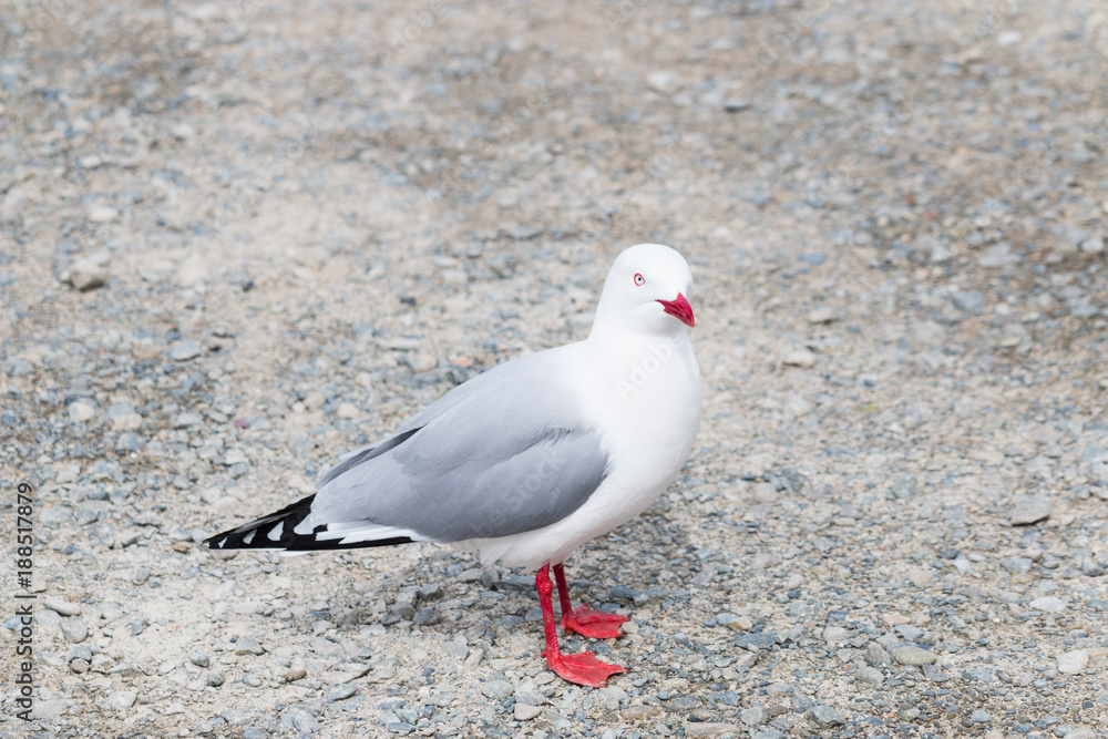 Fototapeta premium New Zealand bird sea gull on a road
