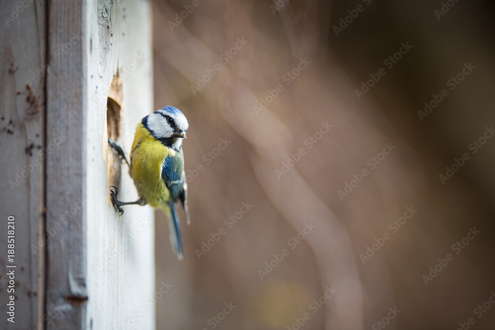 Fototapeta premium Blue tit Parus caeruleus on a bird house it inhabits - feeding the young
