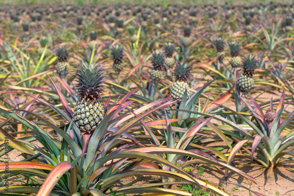 Obraz premium Species Phu Lae pineapple plant field popular favorite fruit in Chiang Rai province, Thailand.