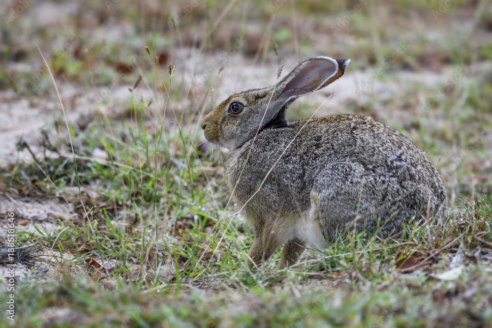 Indian Hare - Lepus nigricollis, Sri Lanka Indian Hare - Lepus nigricollis, Sri Lanka
