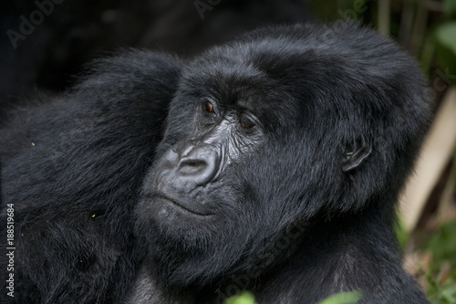Gorilla / Berggorillla / Ruanda © thomas meyer