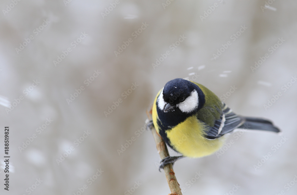 Fototapeta premium Tit sits on a branch during the snow with the wind ....