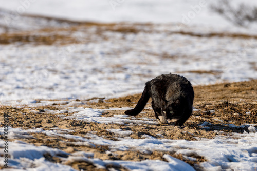 Winter cat from Olkhon island, Russia