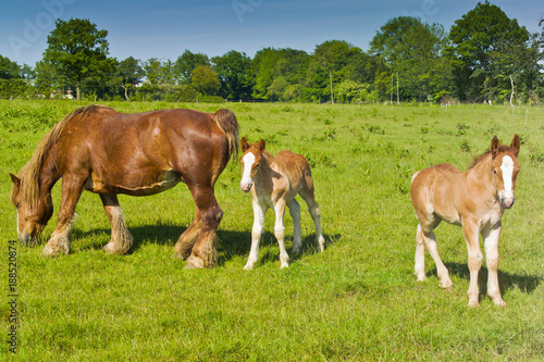 Horses, mare with two foals